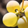 Degustazione in campo degli acini per l